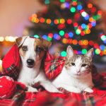 Fill up Stockings with Dog Gifts and Cat Toys at Pet Valu in Brandywine