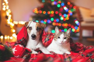 Fill up Stockings with Dog Gifts and Cat Toys at Pet Valu in Brandywine